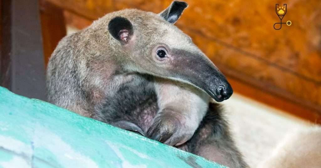 ﻿The Tamandua: A Special Anteater and a Unique Pet