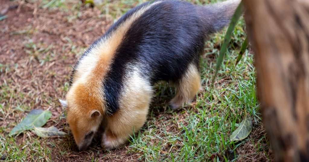 ﻿The Tamandua: A Special Anteater and a Unique Pet