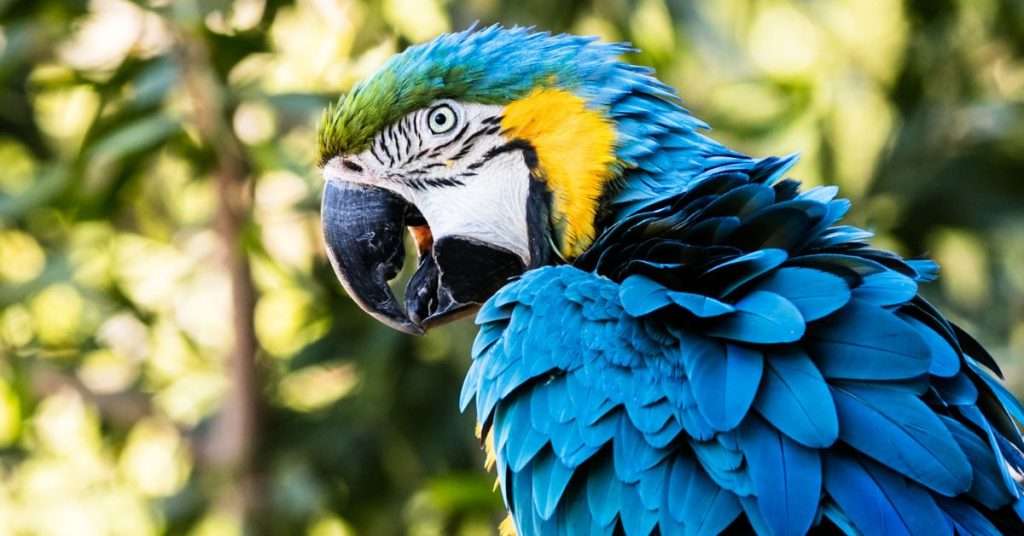 Top 10 Best Talking Parrots