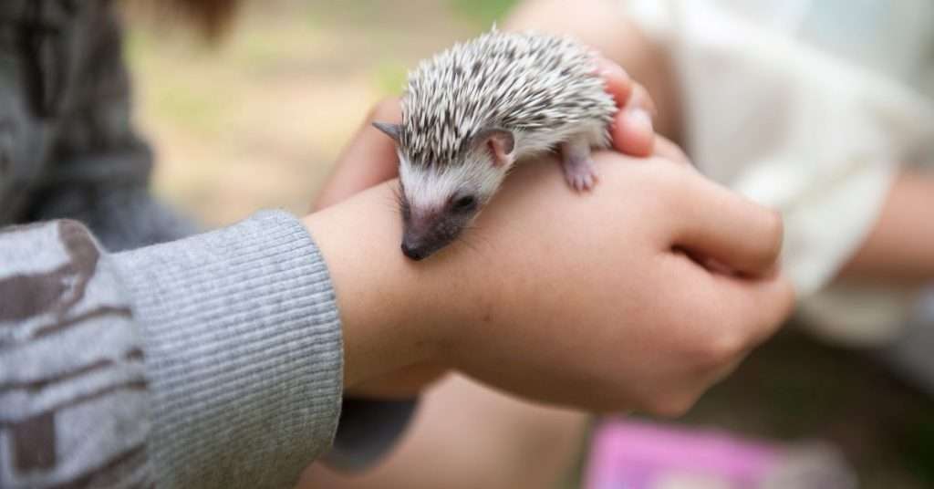 Types of Hedgehogs Kept as Pets