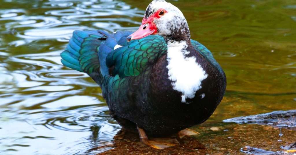 Unique Pet Ducks For Beginners