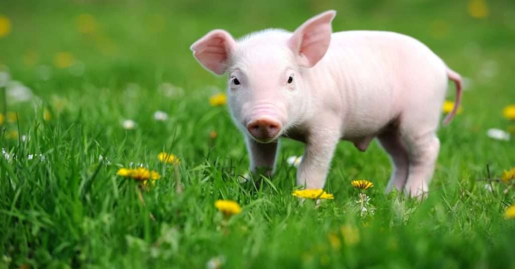What Do You Need for a Happy Pig Pet