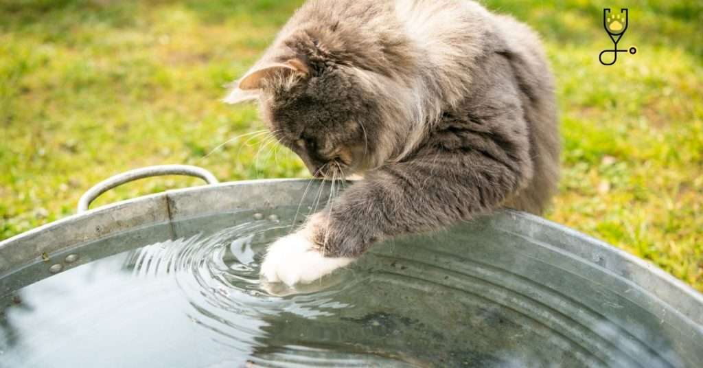 12 Reasons Why Do Cats Hate Water Go Kitties